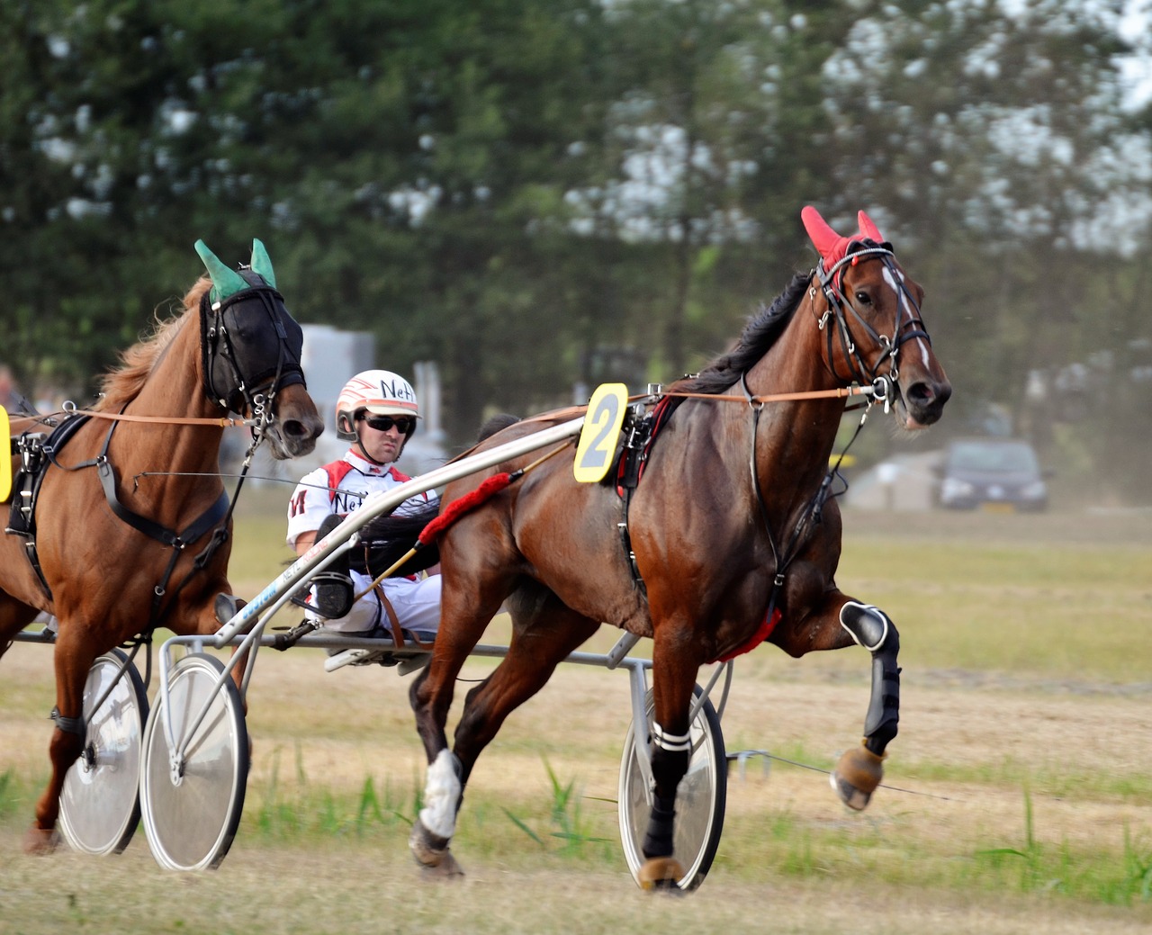 trotting-3598639_1280