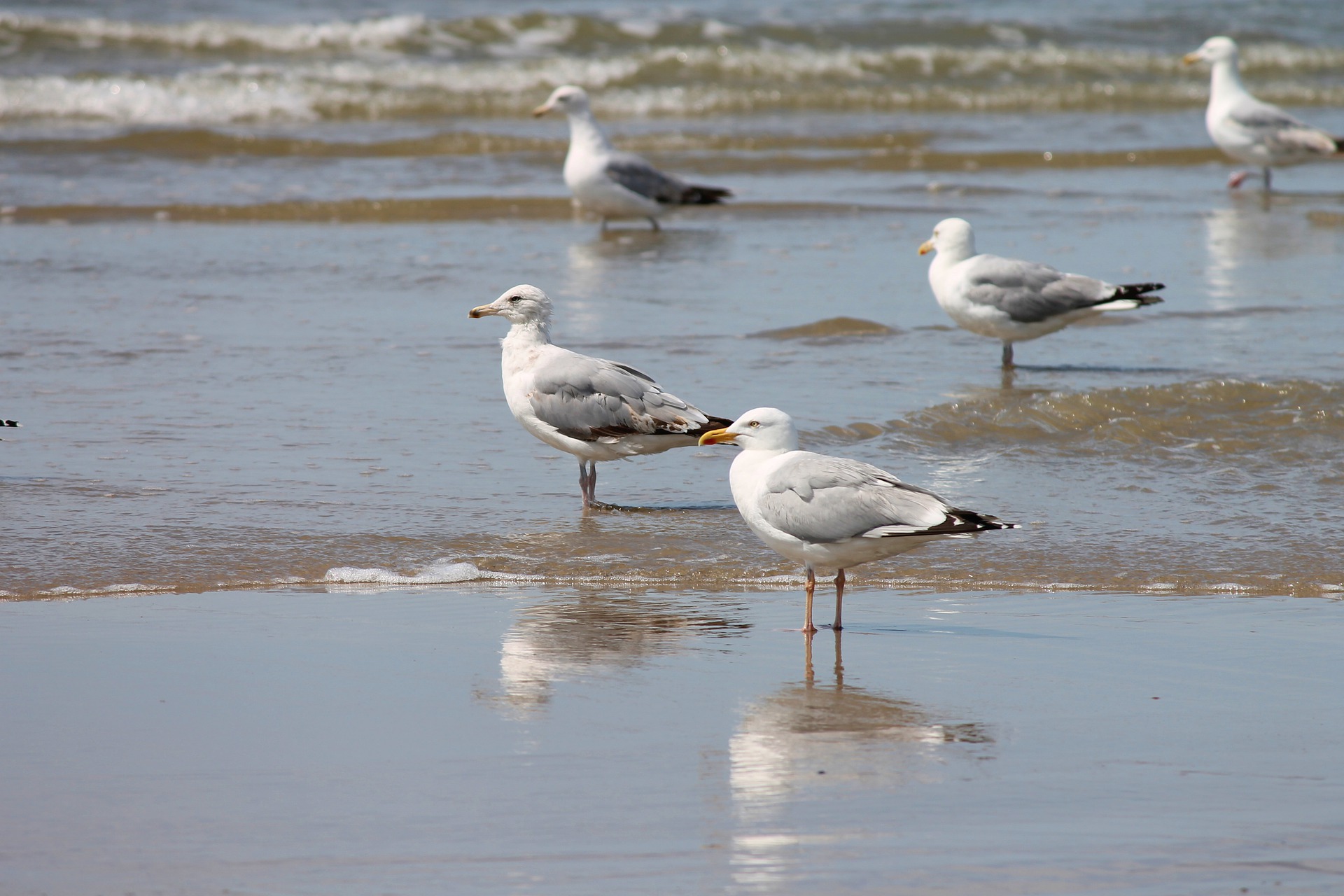 silver-gulls-4335397_1920