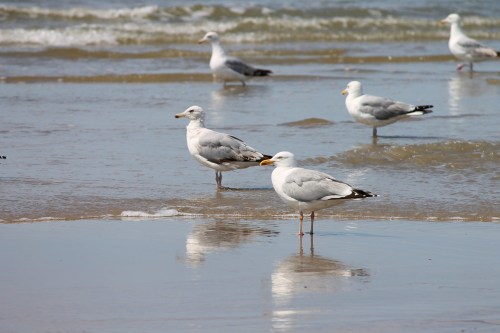 silver-gulls-4335397_1920
