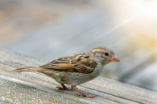sparrow-4334964_1920 (2)